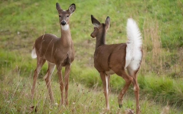 Repel Deer From Your Yard Using These Scents
