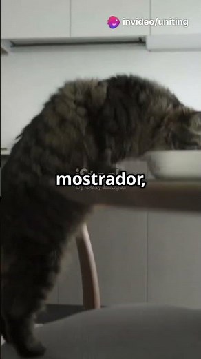 ¡Gatos haciendo travesuras! 😺