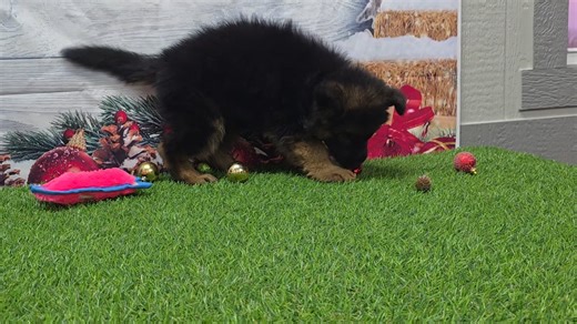 German Shepherd puppy for sale