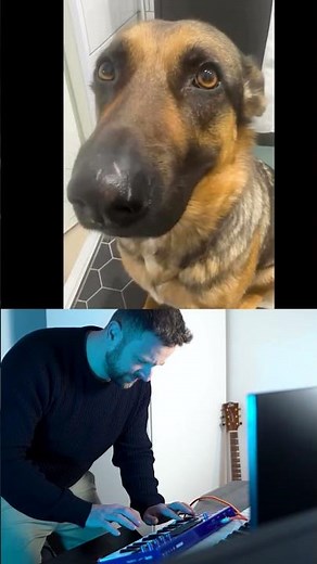 Funny Dog singing song #dog #funny #dance