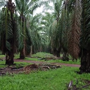 Do you know that palm trees aren't actually a tree!? 😲 Palms belong to the same class as grass, they have an extensive root system spreading broadly in the soil, its trunk is actually a stem as it doesn't produce cambium like trees, and "its veins start from the leaf base and move parallel across the leaf’s length. The same applies to the grass leaf veins." 🌴 Check out the link in bio to learn more about Forest Schools and how we can integrate nature into our children's life! ✨ Credit: www.con