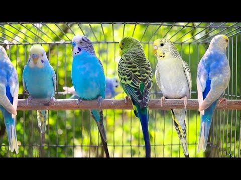 Budgie singing to mirror | Parakeet Sounds