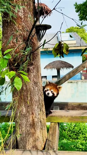 Red panda doing adorable things. 🐾🦊 #panda #cute #funny #fluffy | Ultimate Red Panda