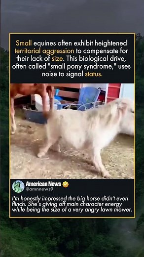THE WORLD ANGRIEST MINI PONY