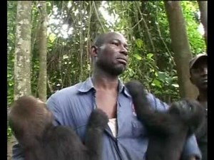 Ape Action Africa - a day in the life, with Charlotte Uhlenbroek.