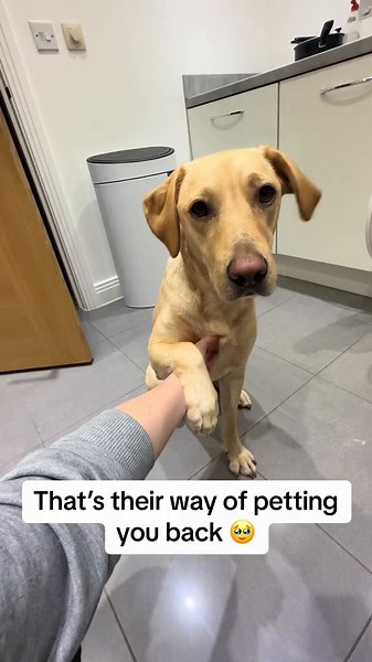 Princess Mollie: Dogs' Way of Showing Love