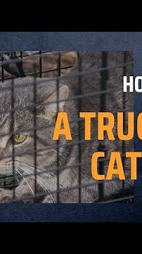 How to set a TruCatch cat trap