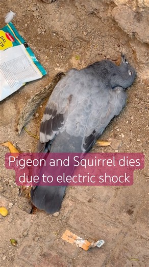 Pigeon and squirrel dies due to electric shock #animalshorts #rip