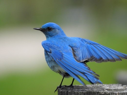 How to Identify a Mountain Bluebird