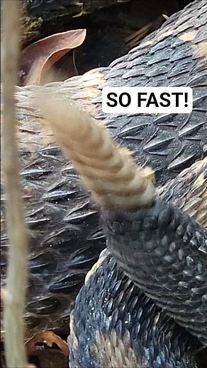 INCREDIBLY FAST RATTLESNAKE! #rattlesnake #snake #wildlife #nature #reptile