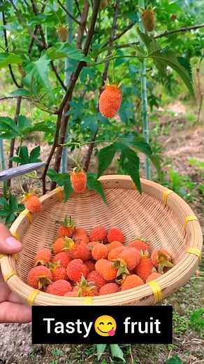 Picking Raspberry #satisfying #short | Natural Fruit World Live