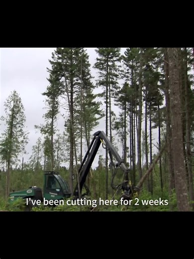 Exploring Maine Logging Techniques with Heavy Machinery