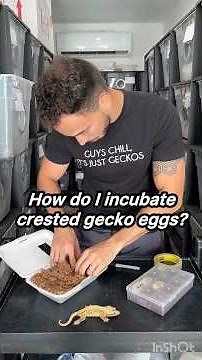 How do I incubate Crested Gecko Eggs ?