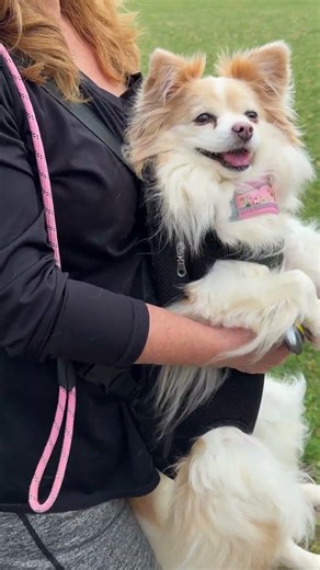Things That Made Ember Happy This Week (Pomeranian/Papillion)