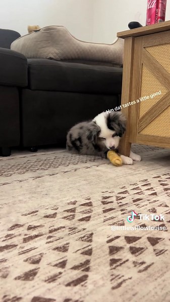 Willows first bone… she’s not sure what to think 😂 #miniaussie #puppytiktok #bluemerleaussie #miniaustralianshepherd #fyp