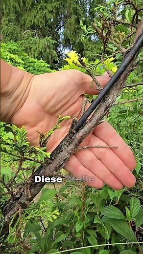Warum gilt die Thuja als nicht schnittverträglich? 🌲