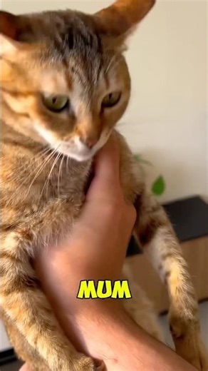 cozy and comfy paw slippers 🤪 please buy 🥺 #youtubeshop #marketplace