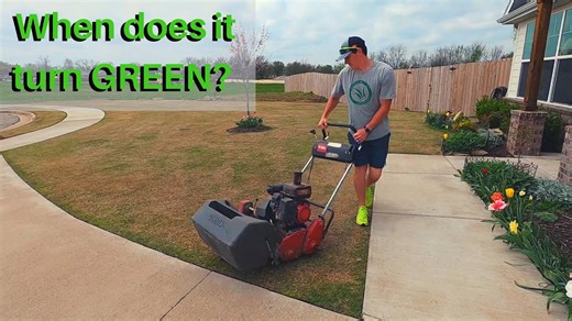 How to Get Bermuda Grass to Turn Green Faster | Secrets to Green Recovery