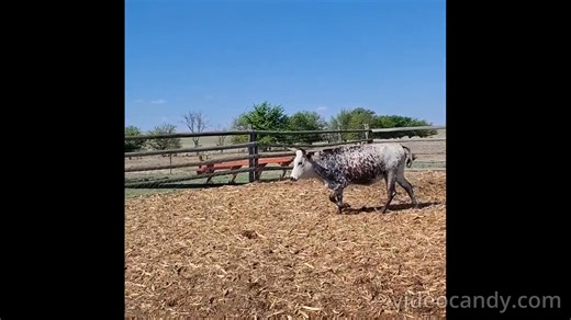 3.4K views · 77 reactions | The Sentrale Nguni Klub Auction on 15...