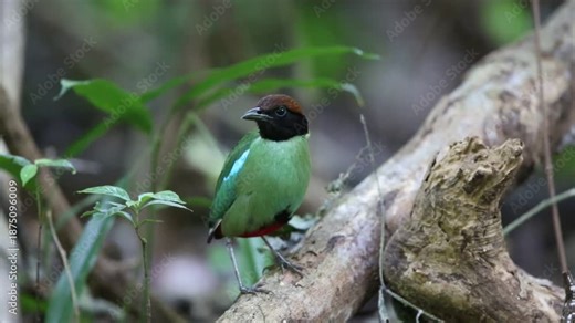 Hooded pitta (Pitta sordida) in Kaengkrachan National Park, Thailand