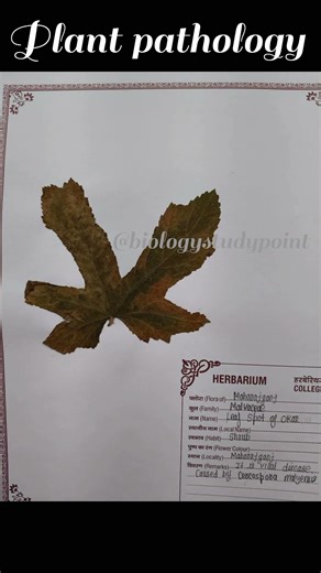 Plant pathology// Herbarium making on leaf spot// #short vedio Botany practical MSc 2 semester.