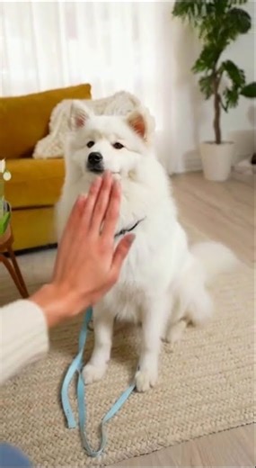 Train Your Dog & Cat at Home | Simple Guide That Actually Works!