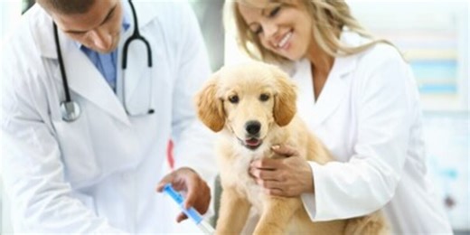 New 24/7 emergency veterinarian opens up on the northwest side