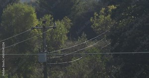 Buzzard bird of prey flying wings spread over trees and electricity wires slow motion