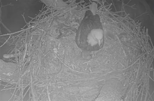 Blue Springs bald eagle cam gives rare glimpse at wildlife life cycle