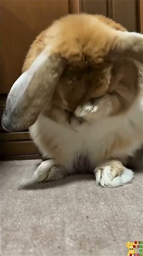 Daily Shorts of Animals😁 – Cute Animals - DAY 314