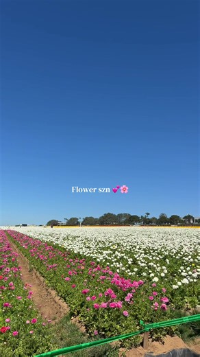 Exploring the Beauty of Flower Fields in Spring