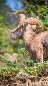 Mountain goat, or big horn sheep? Have you seen them in the wild? People will often confuse the two, but there are a few key differences; - Bighorn sheep have curly horns, while mountain goats have short straight horns - Mountain goats prefer higher elevations, while bighorn sheep will happily head onto roads to find salt to lick. . #wildlife #mountaingoat #bighornsheep #exploremore #wildlifewednesday | Anderson Vacations | Facebook