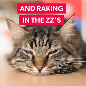 7.9K views | Who's stoked for an extra hour of sleep tonight? Happy Daylight Savings Day! *Love this video? Get it for your own socials from the November Promo Plan: https://buff.ly/2ikmQps* | Promo.com | Facebook