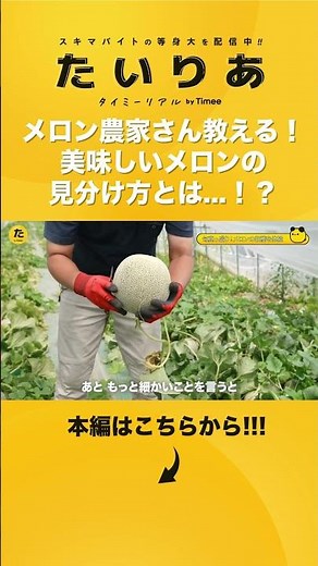 メロン農家さん教える！美味しいメロンの見分け方とは...！？#タイミー#Timee#たいりあ#タイミーリアル#タイミー公式