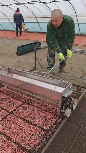 Greenhouse rice seeder sowing