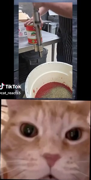 Hilarious Cat Memes and Funny Cat Videos Compilation