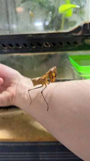 My Praying mantis laid an egg sack! #preyingmantis #timorshieldmantis #mantis #insect #invertebrate
