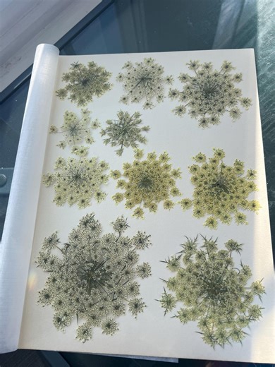 A Set of 10 PCS Queen Anne’s Lace Dried Pressed Flowers for Frame Decoration, Resin, DIY Home Decor. - Etsy Canada