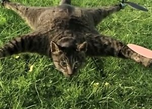 Orvillecopter / Helicopter Cat | Know Your Meme