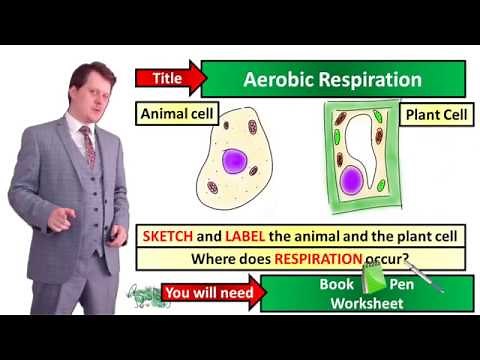 Aerobic Respiration - Biology - KS3 - Key Stage 3 - Mr Deeping