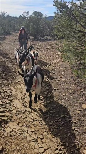 Goats in training #packgoats #newmexicopack #goathike #newmexico #hiking