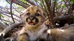 Go inside a cougar den