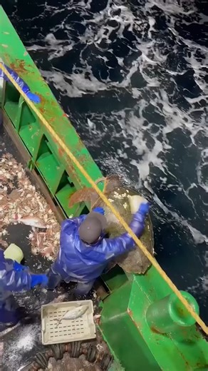 Removing Barnacles Form Turtle's Shell | Beautiful World