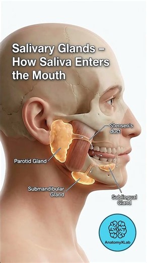 Salivary Glands Explained 🧠 | How Saliva Enters the Mouth | Human Anatomy #anatomy #humananatomy