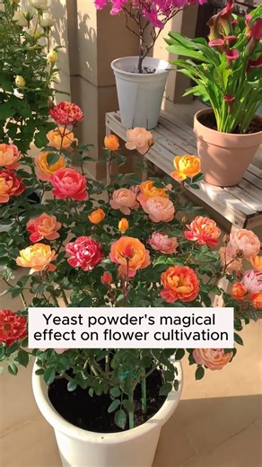 6.5K views · 108 reactions | Special uses of baking powder #gardeninggoals #gardeningistherapy #gardeningtips #gardeninglife #gardening_love #gardeninguk #gardening101 #gardeningtools #gardeningislife #gardeningtherapy #gardeningknowhow #gardeningseason #gardeningismytherapy #gardeningmakesmehappy #gardeningaustraliamag #gardeningday #gardeningideas #gardeningphoto | Garden Tips | Facebook