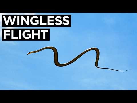 Paradise Flying Snake: The World’s Most Incredible Gliding Snake
