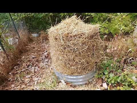 Winterizing fig trees in zone 6b (kentucky) on the homestead
