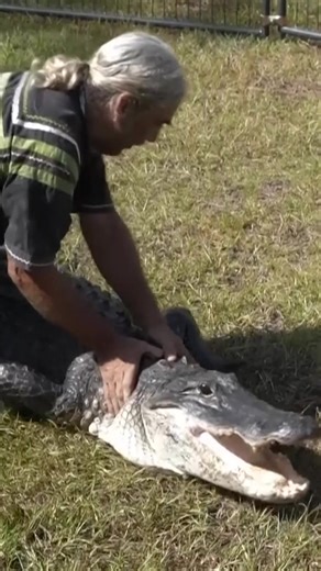 ALLIGATOR WRESTLING: The second annual Florida Alligator Festival was held near the Big Cypress National Preserve in South Florida on Sunday. https://www.wfla.com/news/florida-alligator-festival-celebrates-tradition-of-alligator-wrestling-and-old-florida-spirit/ | WFLA News Channel 8