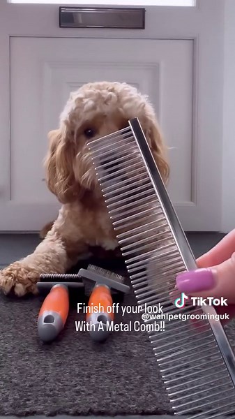 How to keep a cockapoo tangle free? 😲⁠ ⁠ @Freddie_the_F1_cockapoo shares his curly hair essentials! ⁠ ⁠ Freddie uses his Wahl Nylon Slicker Brush, Small Slicker Brush & metal comb to keep his fluff perfect 🙌