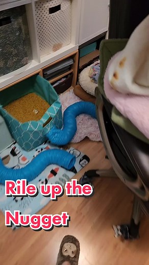 Playful Ferret Chasing Cat | Funny Pet Video